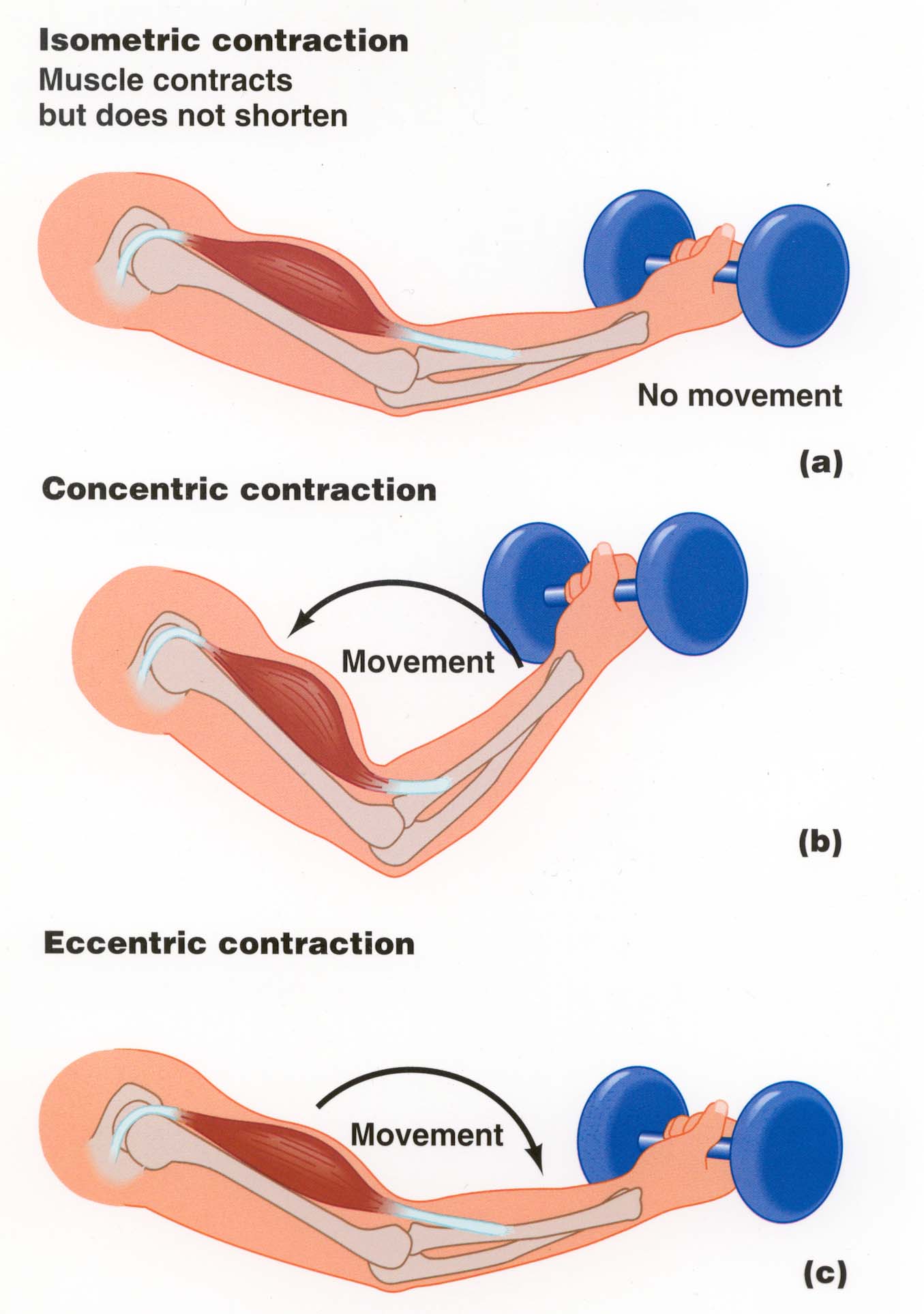 Muscle Actions: Concentric and Eccentric - teamRIPPED